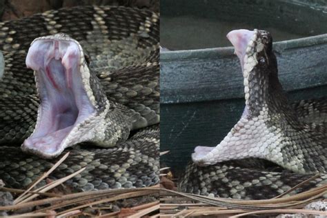 Northern Pacific Rattlesnake & Prey – Nature Photography