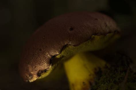 Descubriendo el reino Fungi – JUNGLA PEUMAYEN 