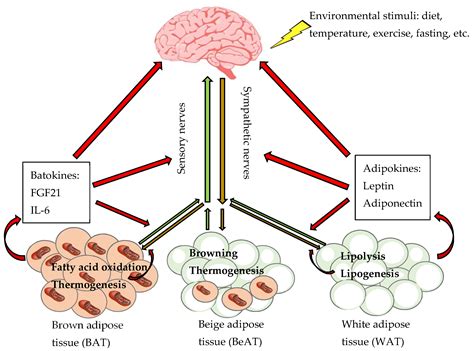 Ijms Free Full Text Neuroendocrine Regulation Of Energy Metabolism