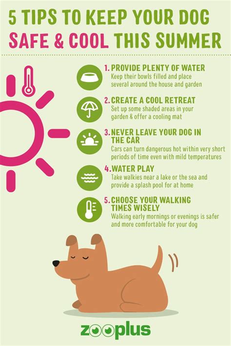 A Poster With Instructions On How To Keep Your Dog Safe And Cool In The