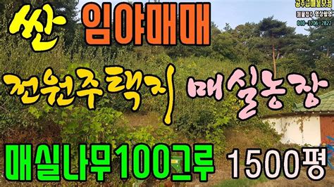 공주부동산 싼 임야매매 전원주택지 매실농장 매실나무 100여그루 완경사 1500평 부여임야매매 Youtube