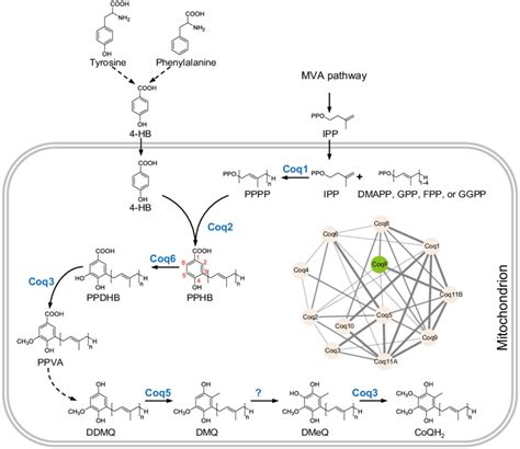 The Coq Biosynthetic Pathway Of Plant And The Coexpression Network The