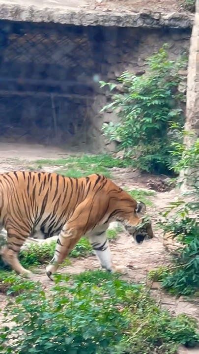 Bengal Tiger 🐅🦁😱cute Shortvideo Youtubeshorts Animals Viral