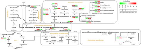 Screening For Maps Of Metabolic Pathways Involved In Key Significantly