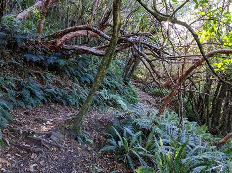 Little Mt Peel Circuit, Peel Forest, Canterbury NZ | Hiking Scenery