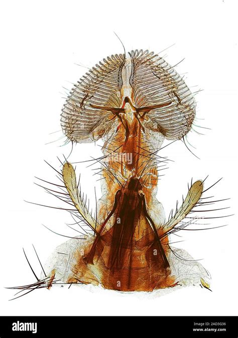 Polarised Light Micrograph Of The Mouthparts Or Proboscis Of A