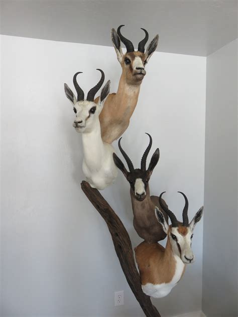 Springbok Mount