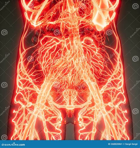 Blood Vessels Of Human Body Stock Illustration Illustration Of