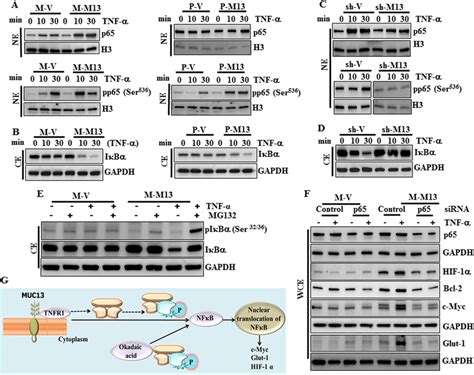 Muc13 Expression Leads To Enhanced Activationnuclear Translocation Of Download Scientific