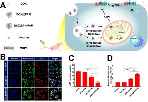 A Scheme Of Thermoresponsive Drug Delivery In A DOX Resistant Model