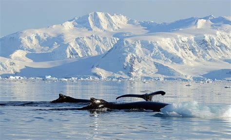 Humpback whales at Wilhelmina Bay - Antarctic Peninsula