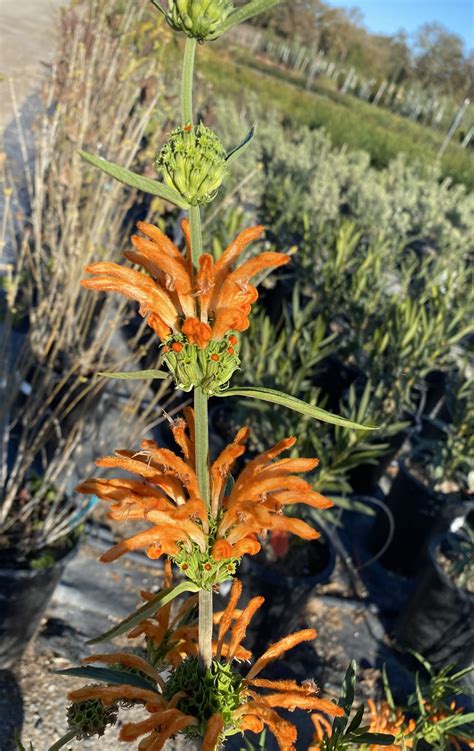 Leonotis leonurus | Urban Tree Farm Nursery