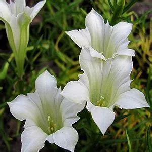 Горечавка Макиной "White Magic" Вайт Мэджик купить в питомнике растений ...