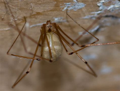 Cellar Spiders As Attention Grabbing As Theyre Frequent Pets Niche