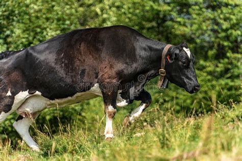 Dairy Cow With Cowbell In A Mountain Pasture Italian Alps Stock Photo