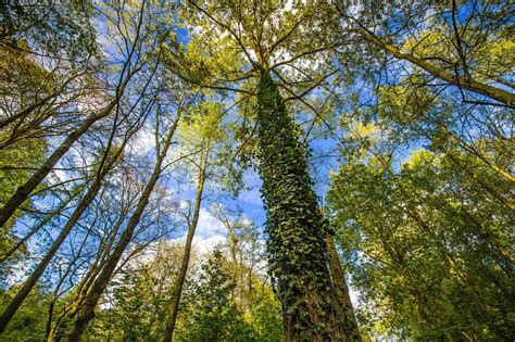 planting  wall  forest  england coast  coast gearjunkie