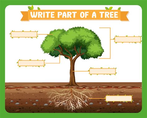 Write Parts Of A Tree Worksheet For Kids 3112328 Vector Art At Vecteezy