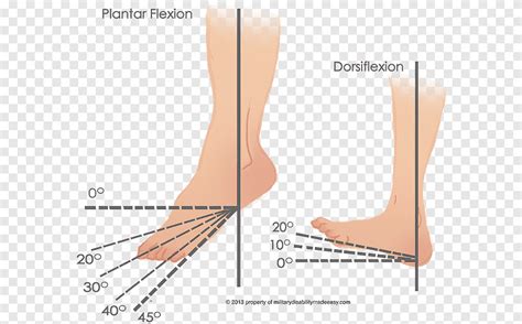 Plantar Flexion And Dorsiflexion