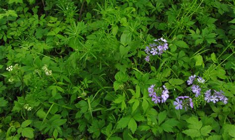 Iowa wildflower Wednesday: Sweet William (Wild blue phlox) - Bleeding
