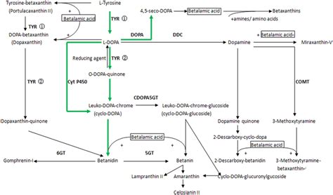 A Diagram Of The Comprehensive Betalains Biosynthesis Pathway In Plant