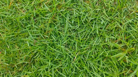 When To Plant Zoysia Grass Seed Best Time For Planting Zoysia Seed