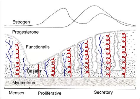 Endometrium During Menstrual Cycle