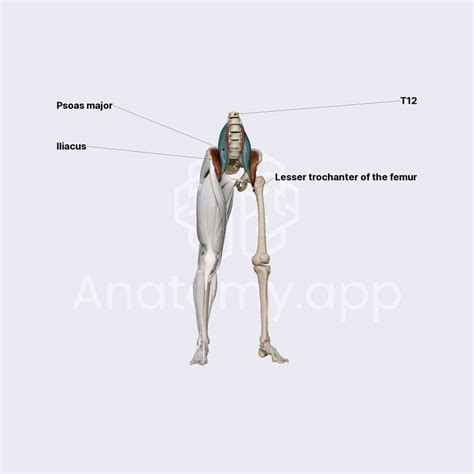 Psoas major muscle | Obstetric anatomy | Organ Systems | Anatomy.app ...