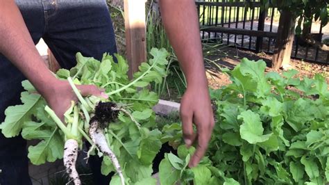 Harvesting Radishes For Their Leaves Youtube