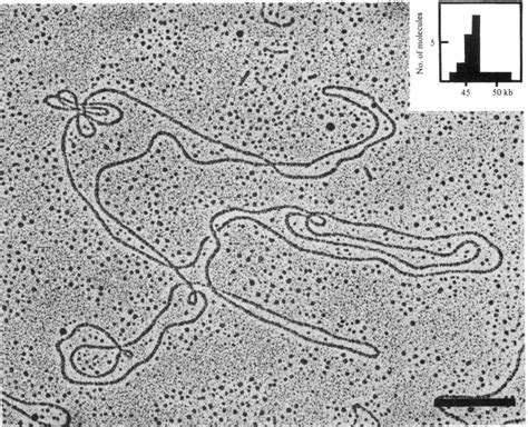 Electron micrograph of a 46.7 kb circular DNA molecule from strain FC1 ...