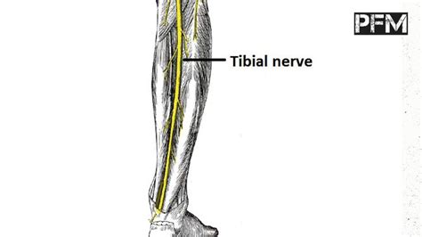 Tibial Nerve Model