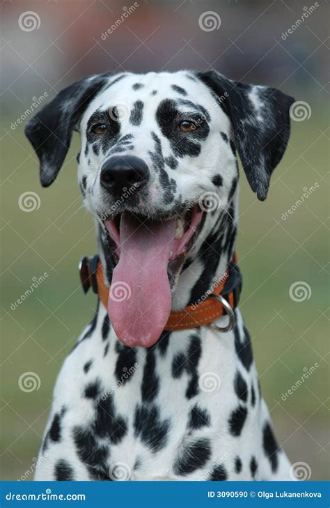 Dalmatian Stock Photo Image Of Park Animal Groomed 3090590