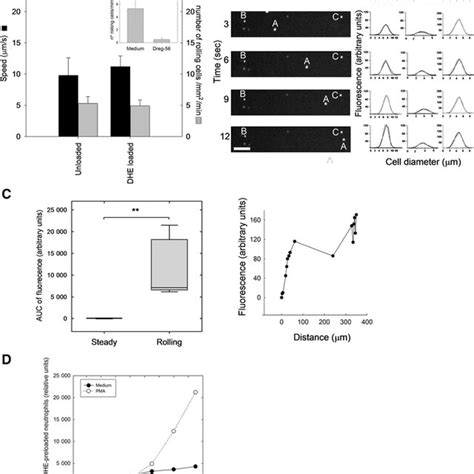 Cxcl Induces Ros Production In Rolling Neutrophils Human Neutrophils