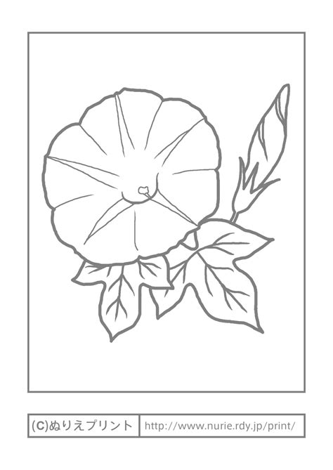 アサガオ(主線・グレー)/夏の花/無料塗り絵イラスト【ぬりえプリント】