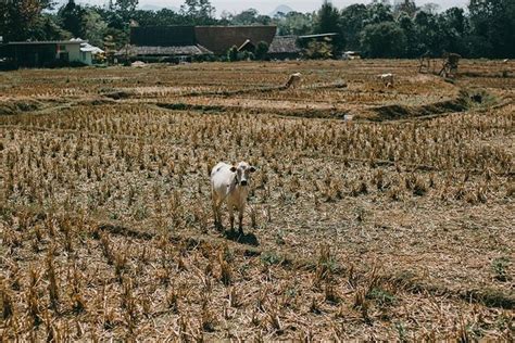 Indonesia Mulai Memasuki Musim Kemarau Kapan Puncaknya