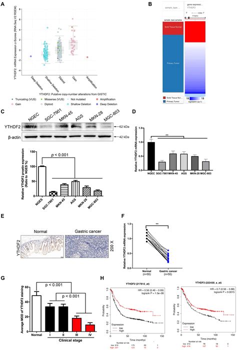 Frontiers YTHDF2 Inhibits Gastric Cancer Cell Growth By Regulating