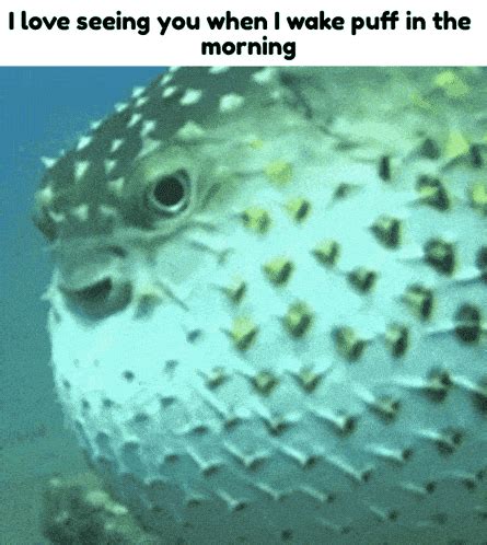 Shrimple Puffer GIF - Shrimple Puffer Fish - Discover & Share GIFs