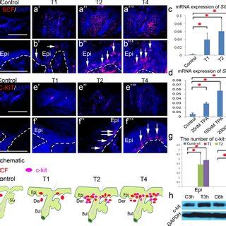 TPA Increased Epidermal Melanocytes The Experiment Was Performed As