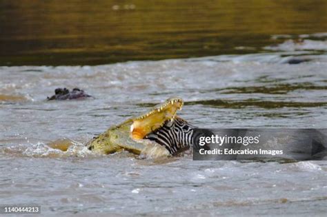 16 Crocodile Eats Zebra Stock Photos, High-Res Pictures, and Images ...