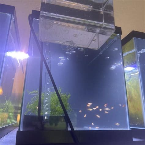 automatic egg collector  aquarium egg scattering fish danios