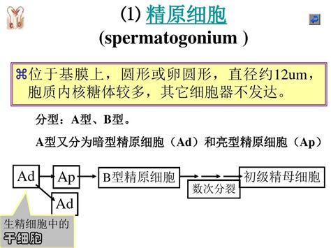 男性生殖系统word文档在线阅读与下载无忧文档