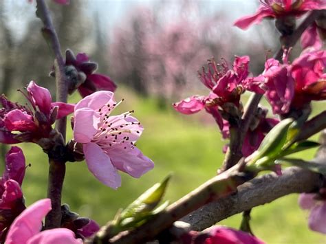 Fioritura anticipata a Villanova i ciliegi sono già uno spettacolo Le