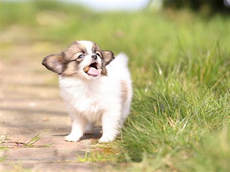 Papillon Puppy Puppy Animal Cute Papillon Hd Wallpaper Peakpx