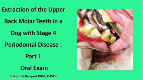 Periodontal Disease Stages In Dogs