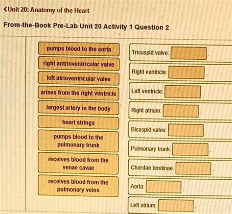 Solved Unit 20 Anatomy Of The Heart From The Book Pre Lab Unit 20