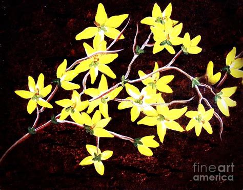 Forsythia Branches Painting By Barbara A Griffin Fine Art America