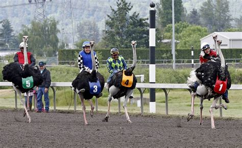 Corrida De Avestruz - Corrida de Avestruz existe mesmo? Saiba mais sobre esse esporte ...
