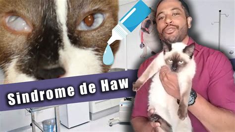 SÍNDROME de HAW em gatos tratamento YouTube