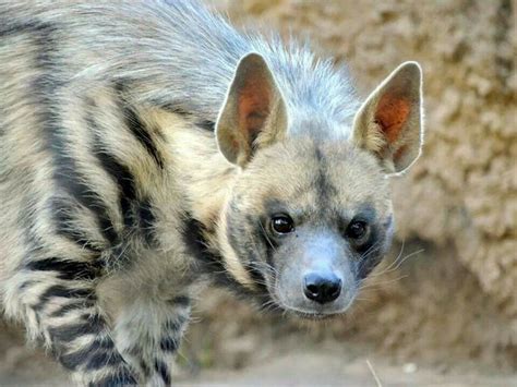 17 Best images about Fauna - Striped Hyenas on Pinterest | Parks, In ...