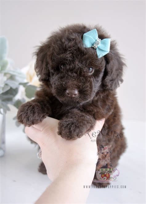 Female Poodle Puppies South Florida Teacup Puppies And Boutique