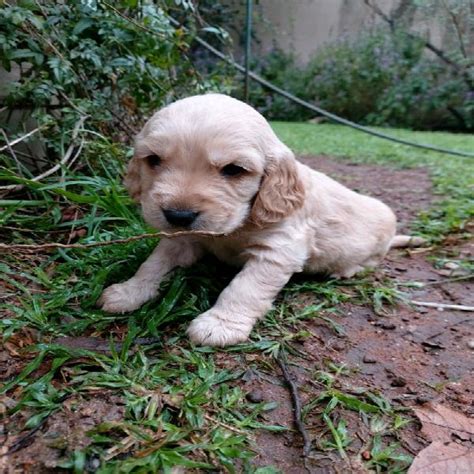 Golden cocker spaniel puppies 【 ADS January 】 | Clasf